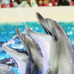 From Belek: Dolphin Show with Transfers - The Itinerary and Experience Breakdown