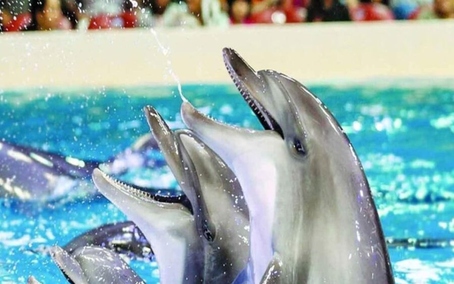 From Belek: Dolphin Show with Transfers - The Itinerary and Experience Breakdown