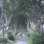 From Belfast: The Giant's Causeway & Game of Thrones Tour - A Deep Dive into the Experience