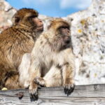 From Benalmadena: Gibraltar Day Trip - What to Expect on the Gibraltar Day Trip from Benalmadena