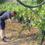 From Berat: Guided Winery Tour with Transfers and Tastings - What Makes This Tour Special?