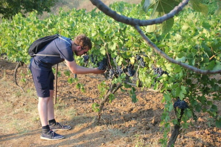 From Berat: Guided Winery Tour with Transfers and Tastings - What Makes This Tour Special?