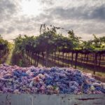 From Bologna: Wine Tasting and Vineyard Tour - In Review: Who is This Tour Best For?