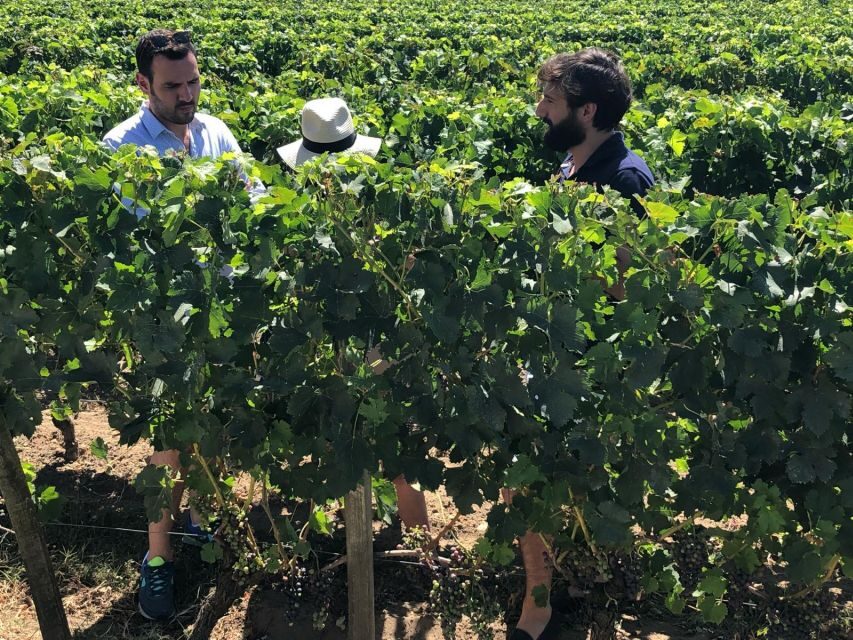 From Bordeaux: Half-Day Saint-Emilion Wine Tour - The Vineyard Experience