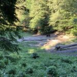 From Brasov: Bear Watching in the Wild ( 100 % ) - The Promise of Seeing Bears in the Wild