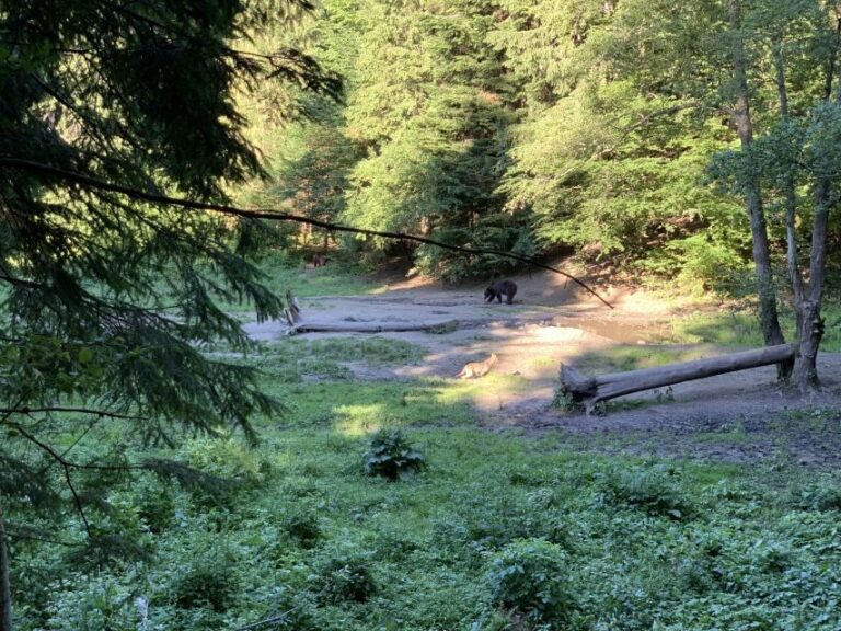 From Brasov: Bear Watching in the Wild ( 100 % ) - The Promise of Seeing Bears in the Wild