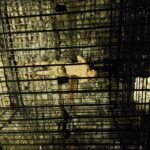 From Brasov: Corvin Castle and Sibiu (Optional Sighisoara) - Practical Details & Insights