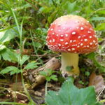 From Brasov: Half-Day Foraging Lesson - Who Is This Tour Best For?