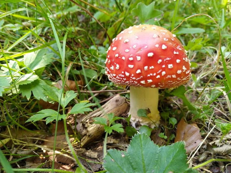 From Brasov: Half-Day Foraging Lesson - Who Is This Tour Best For?