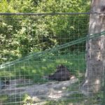 From Brasov: Libearty Bear Sanctuary Guided Tour - What Makes This Tour Stand Out