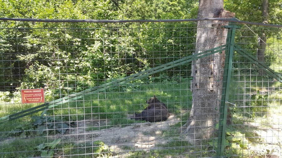 From Brasov: Libearty Bear Sanctuary Guided Tour - What Makes This Tour Stand Out