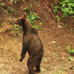 From Brasov: Small-Group Brown Bear Watching Tour - The Value of This Experience