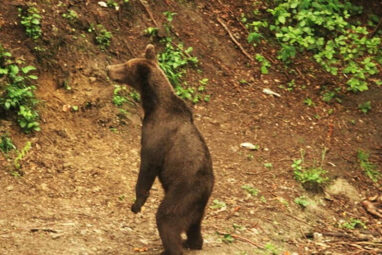 From Brasov: Small-Group Brown Bear Watching Tour - The Value of This Experience
