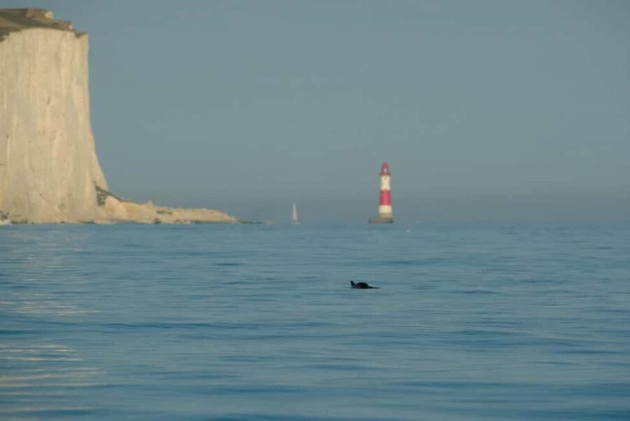 From Brighton: Seven Sisters Boat Tour - The Sum Up