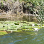 From Bucharest: 2-Day Danube Delta Wonders Small Group Tour - What’s Included and What to Consider