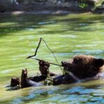 From Bucharest: Bear Sanctuary and Dracula Castle Day Tour - The Value of This Tour
