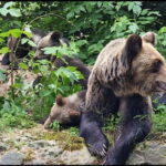 From Bucharest: Bears Sanctuary&Rasnov Fortress Private tour - Cost and Value Considerations