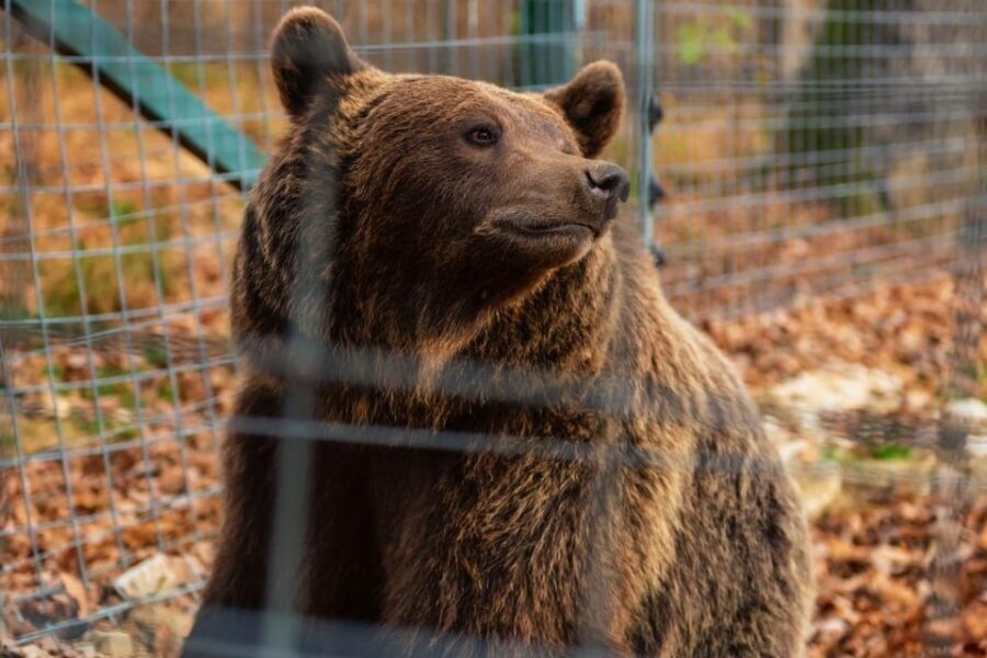 From Bucharest: Dracula's Castle & Bear Sanctuary Adventure - Exploring the Everything in Detail