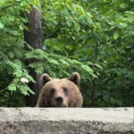 From Bucharest: Mogosoaia Palace and Snagov Monastery - Who Is This Tour Best Suited For?