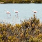 From Cagliari: Chia Beaches Tour with van - The Balance of Relaxation and Exploration