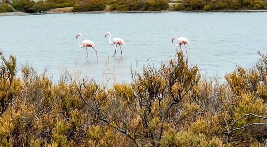 From Cagliari: Chia Beaches Tour with van - The Balance of Relaxation and Exploration