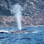 From Cala Gonone: naturalistic excursion on a RIB - The Itinerary: What You Can Expect