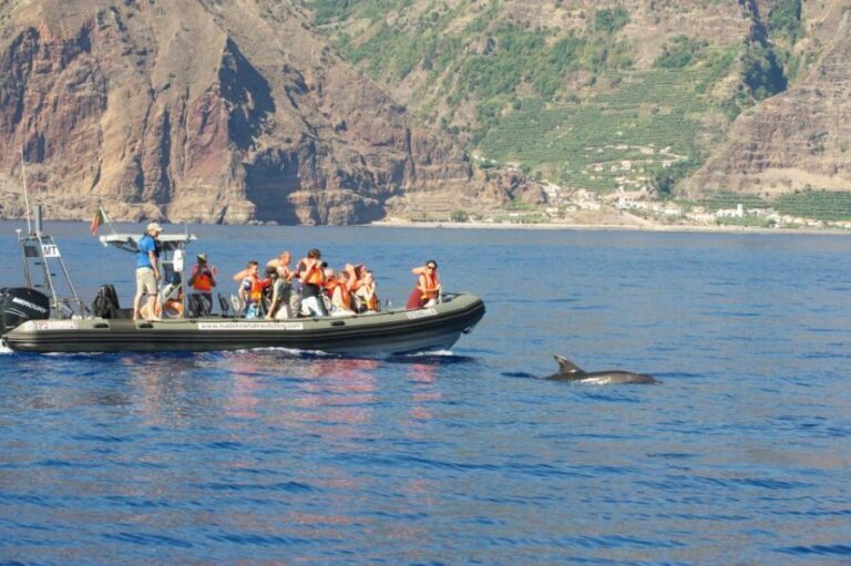 From Calheta: Madeira Whale and Dolphin Watching Boat Tour - The Value of the Tour