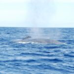 From Calheta: Whale and Dolphin Watching RIB Boat Tour - Who Is This Tour Best For?