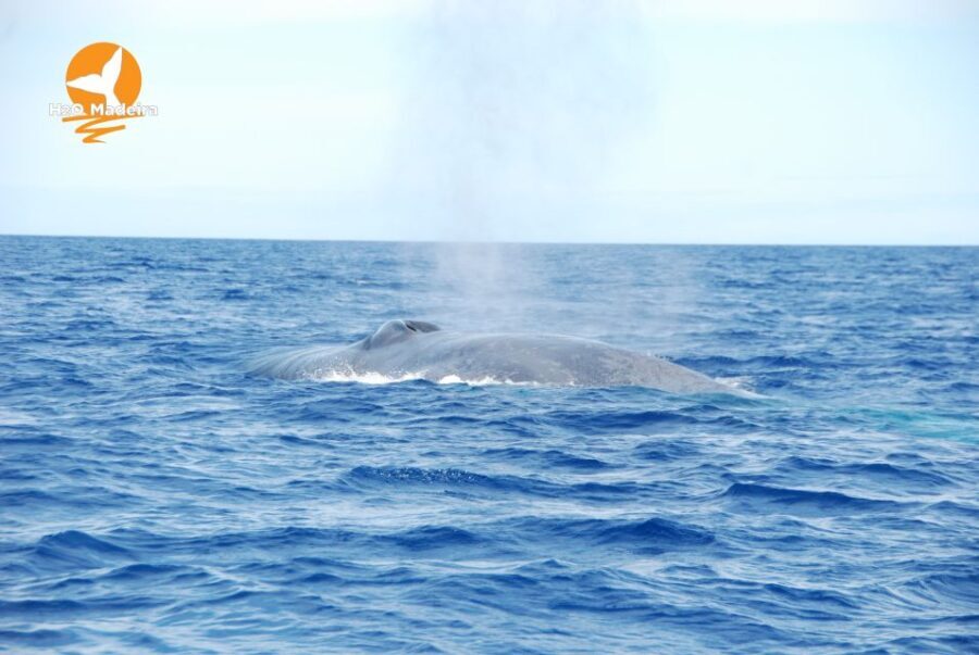 From Calheta: Whale and Dolphin Watching RIB Boat Tour - Who Is This Tour Best For?