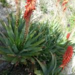 From Cannes: French Riviera 8-Hour Shore Excursion - What Makes This Tour Stand Out