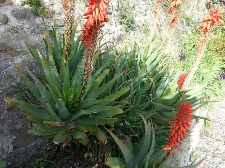 From Cannes: French Riviera 8-Hour Shore Excursion - What Makes This Tour Stand Out