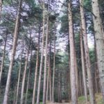 From Catania: Guided Hike on Etna, wines and nibbles - Practicalities: What You Need to Know