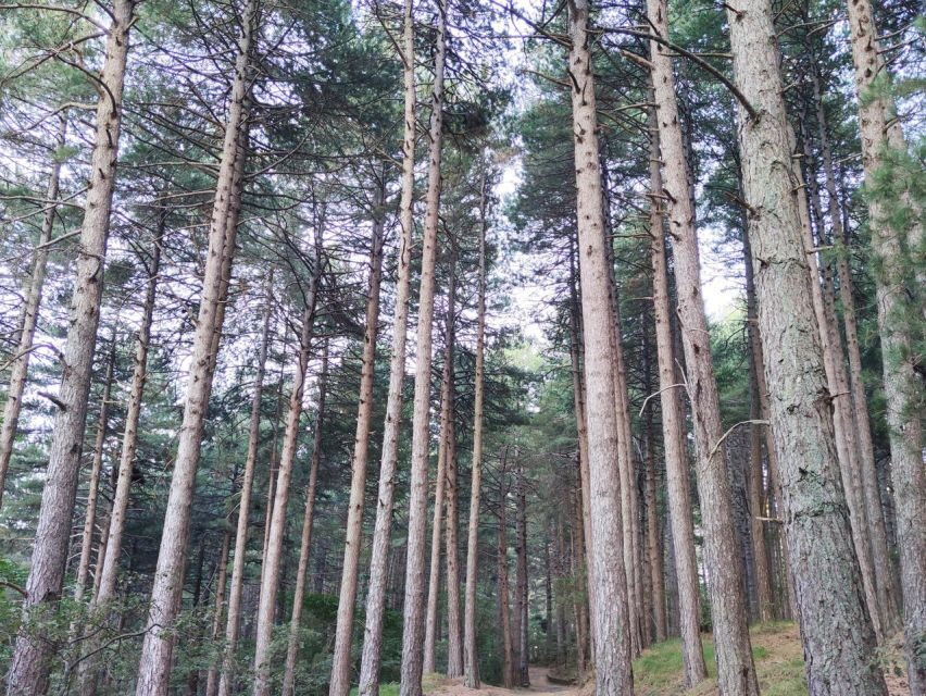 From Catania: Guided Hike on Etna, wines and nibbles - Practicalities: What You Need to Know