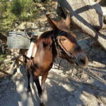 From Chania: Samaria Gorge Hiking Tour Easy Way - The Itinerary in Detail