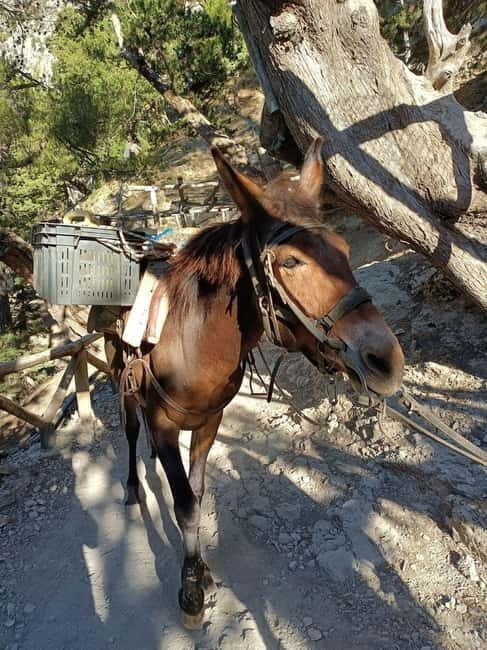 From Chania: Samaria Gorge Hiking Tour Easy Way - The Itinerary in Detail
