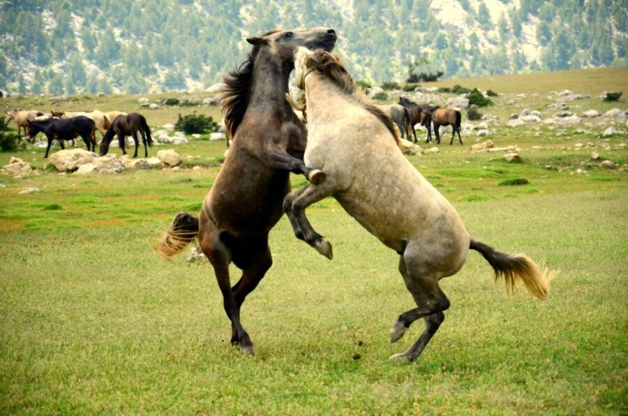 From city of Side: Ormana Village Day Tour with Lunch - A Deep Dive into the Experience