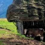 From Cluj-Napoca: Apuseni Mountains Hiking Guided Day Tour - The Hike Begins: Into Beech Forest and Alpine Zones