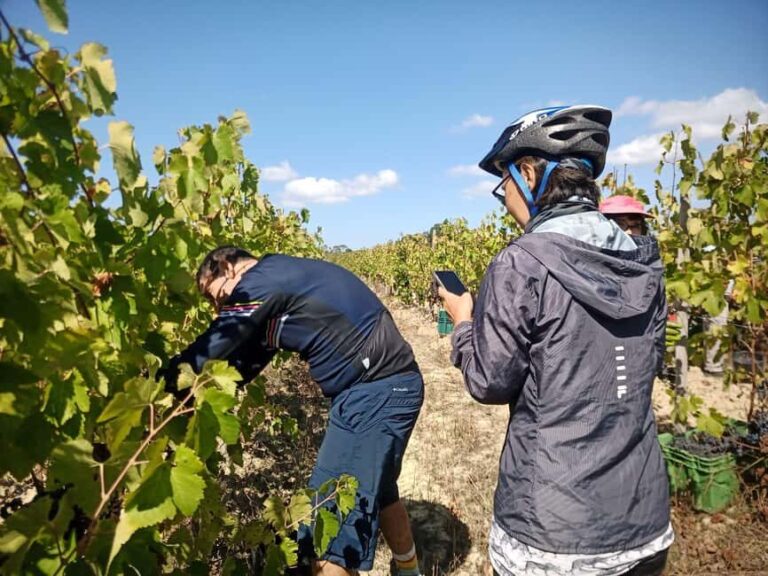 From Coimbra: Cycling in the Vineyards of Bairrada - Exploring the Bairrada Vineyards on Two Wheels