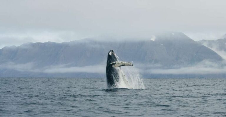 From Dalvik: Arctic Whale Watching in Northern Iceland - Who Should Consider This Tour