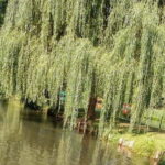 From Dresden: Day Trip to The Spreewald - The Value of the Experience