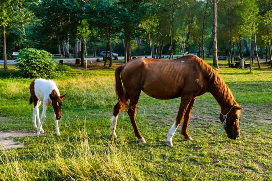 From Durrës: Karavasta Lagoon Birdwatching & Watch Tower - What Makes this Tour Stand Out?