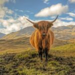 From Edinburgh: Stirling Castle, Loch Lomond & Whisky Tour - Starting Point and Transport