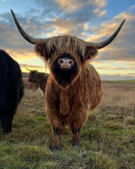 From Edinburgh: The Kelpies, Glencoe & Loch Lomond Day Tour - What Travelers Say and What It Means for You