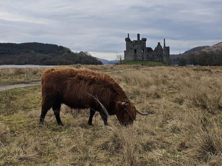 From Edinburgh: West Highlands Luxury Private Day Tour - The Transport and Comfort Level