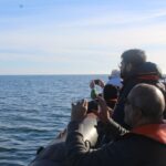 From Faro: Dolphin Watching & 2 Islands Tour - The Experience: What to Expect