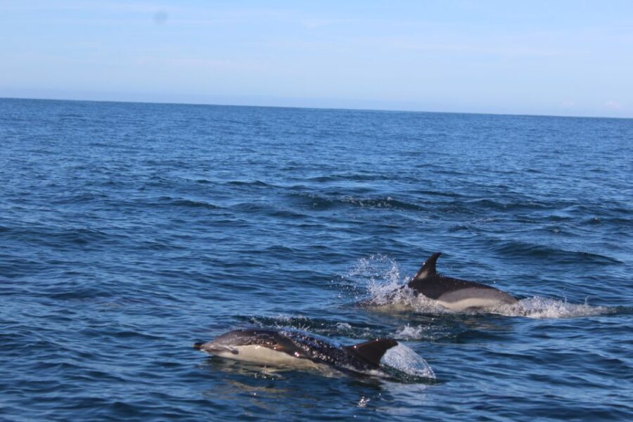From Faro: Dolphin-Watching & Wildlife - What’s Included and What’s Not
