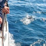 From Funchal: Madeira Dolphin and Whale Watching Tour - The Itinerary Breakdown