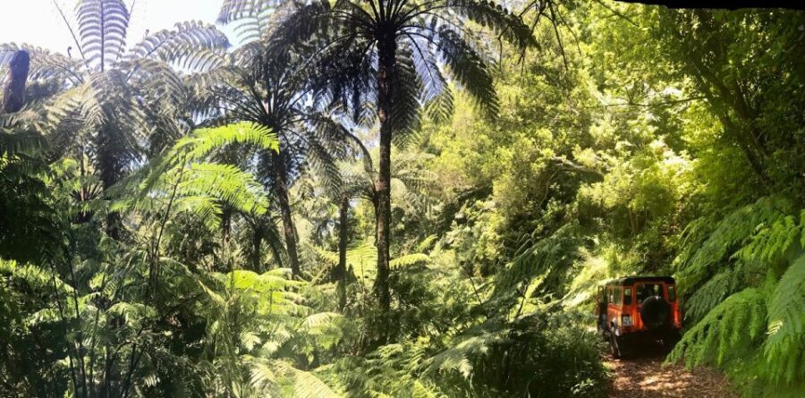 From Funchal: Madeira Island Private Jeep 4x4 Tour - What Makes This Tour Stand Out?