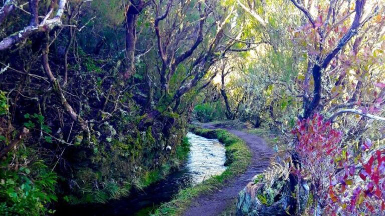 From Funchal: Madeira Lakes Levada Guided Hike - Who will love this tour?