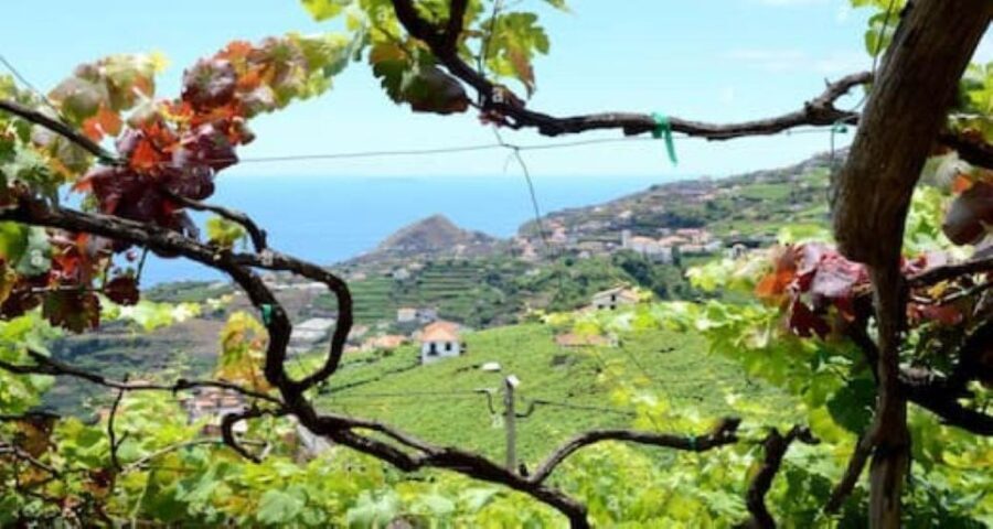 From Funchal: Madeira Wine Tour, Cable Car & Typical Lunch - The Vineyard Visit and Wine Tasting